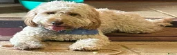 Mixed Breed dogs for stud: Beautiful and healthy Cockapoo for Stud in Leighton Buzzard - Advert 2