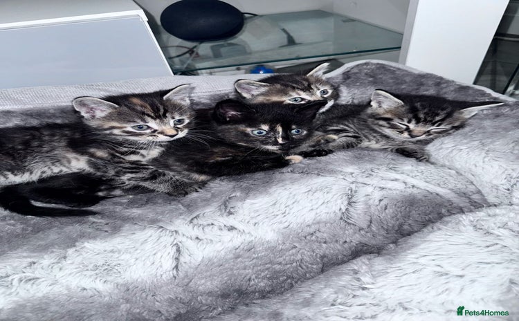 Bengal cats - Advert 4