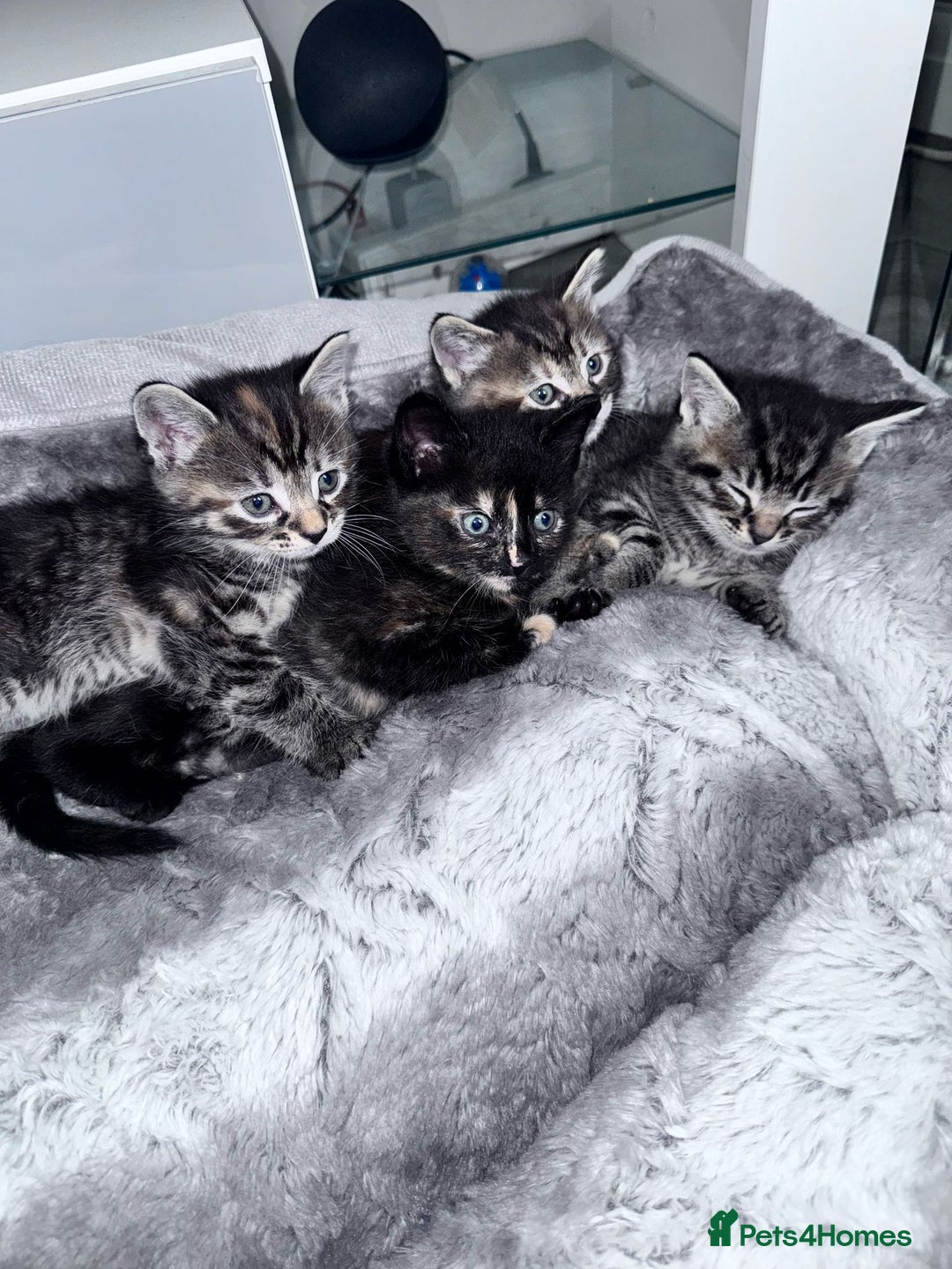 Bengal cats for sale: Stunning bengal X kittens - Image 1