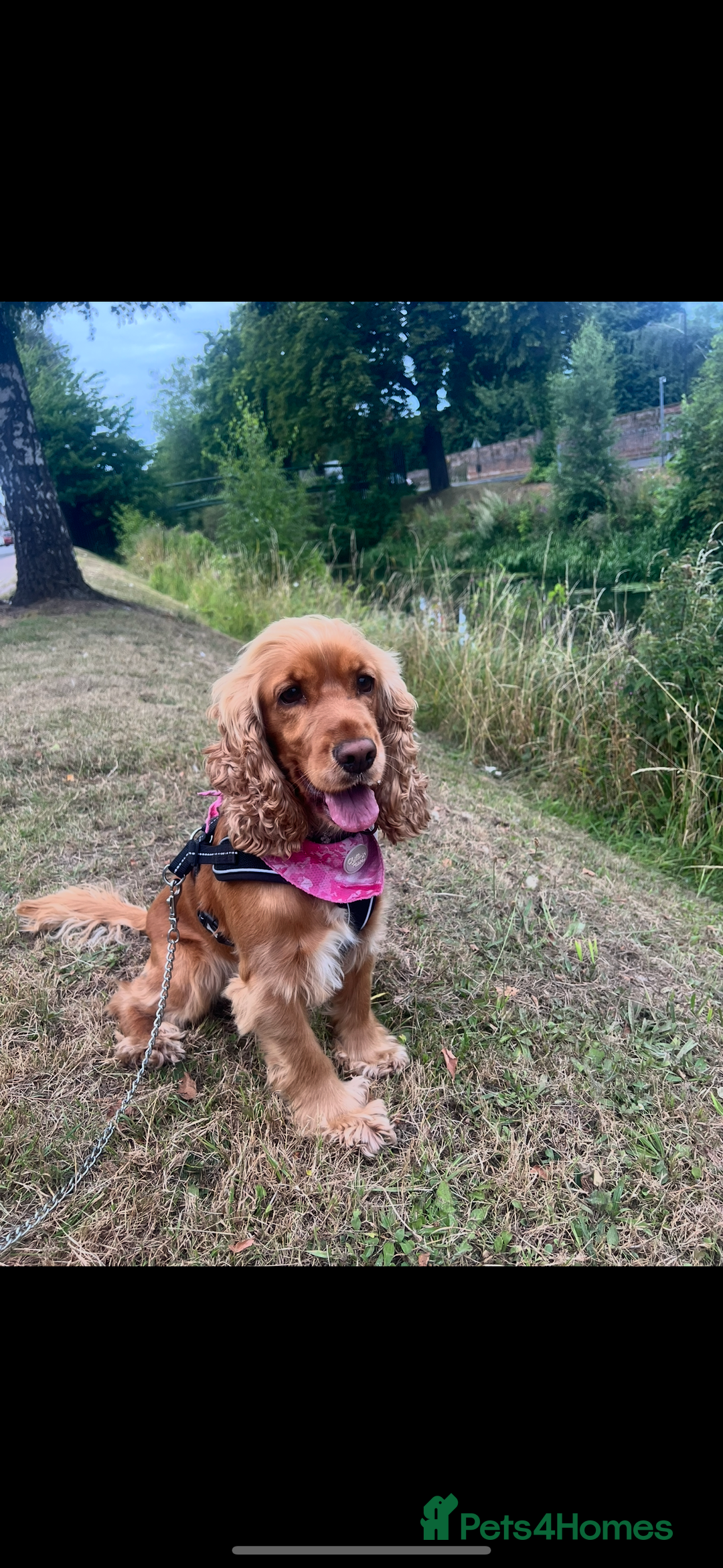 Cocker Spaniel dogs for sale: Meet Daisy – looking for her forever home❤️ - Advert 14