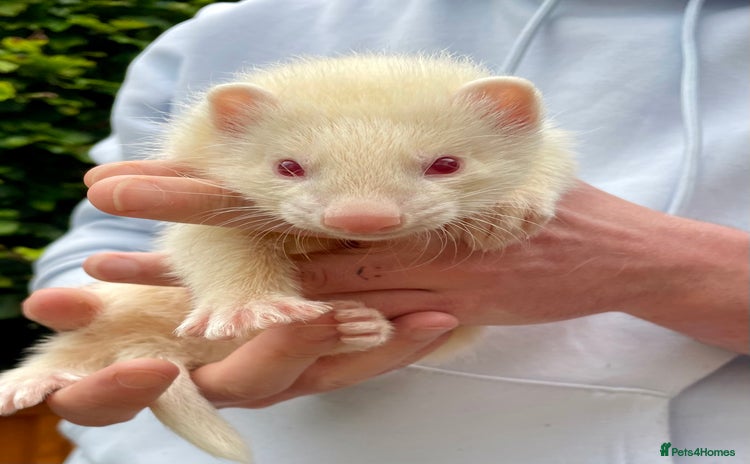 Ferret rodents - Advert 4