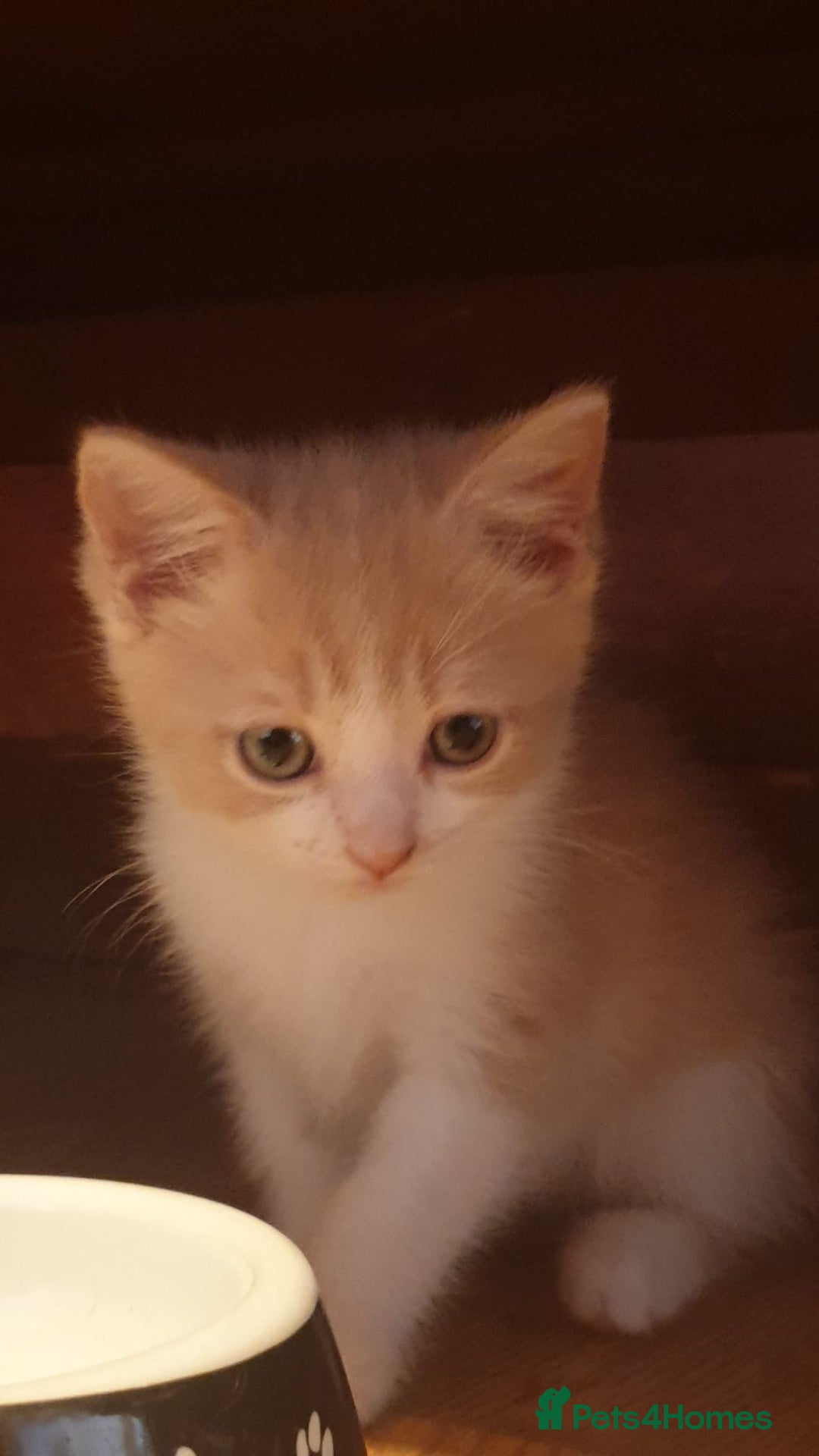 Ragdoll cats for sale: Ragdoll x tortoise shell kittens - Image 20