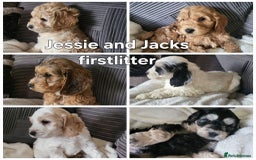 Mixed Breed dogs for sale: Miniature Labradoodle Pups for sale - Image 11
