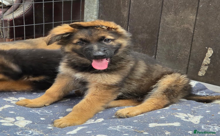 German Shepherd dogs - Advert 5