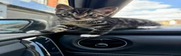 Mixed Breed cats for sale: Kitten  in London - Advert 5