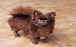 Mixed Breed dogs for sale: Chihuahua × Jack Russell Puppies – KC Reg Dad” - Image 9