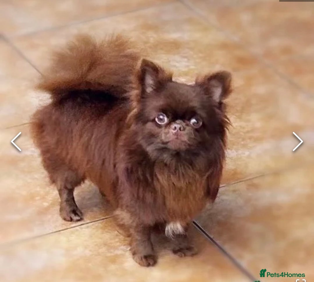 Mixed Breed dogs for sale: Chihuahua × Jack Russell Puppies – KC Reg Dad” - Image 9