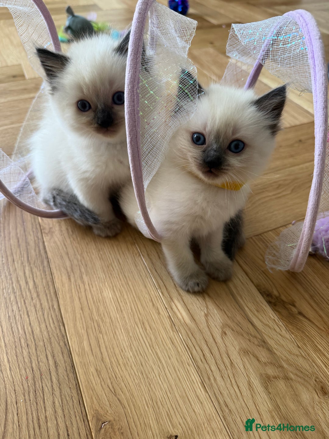 Ragdoll cats for sale: GCCF registered Ragdoll kittens - Image 15