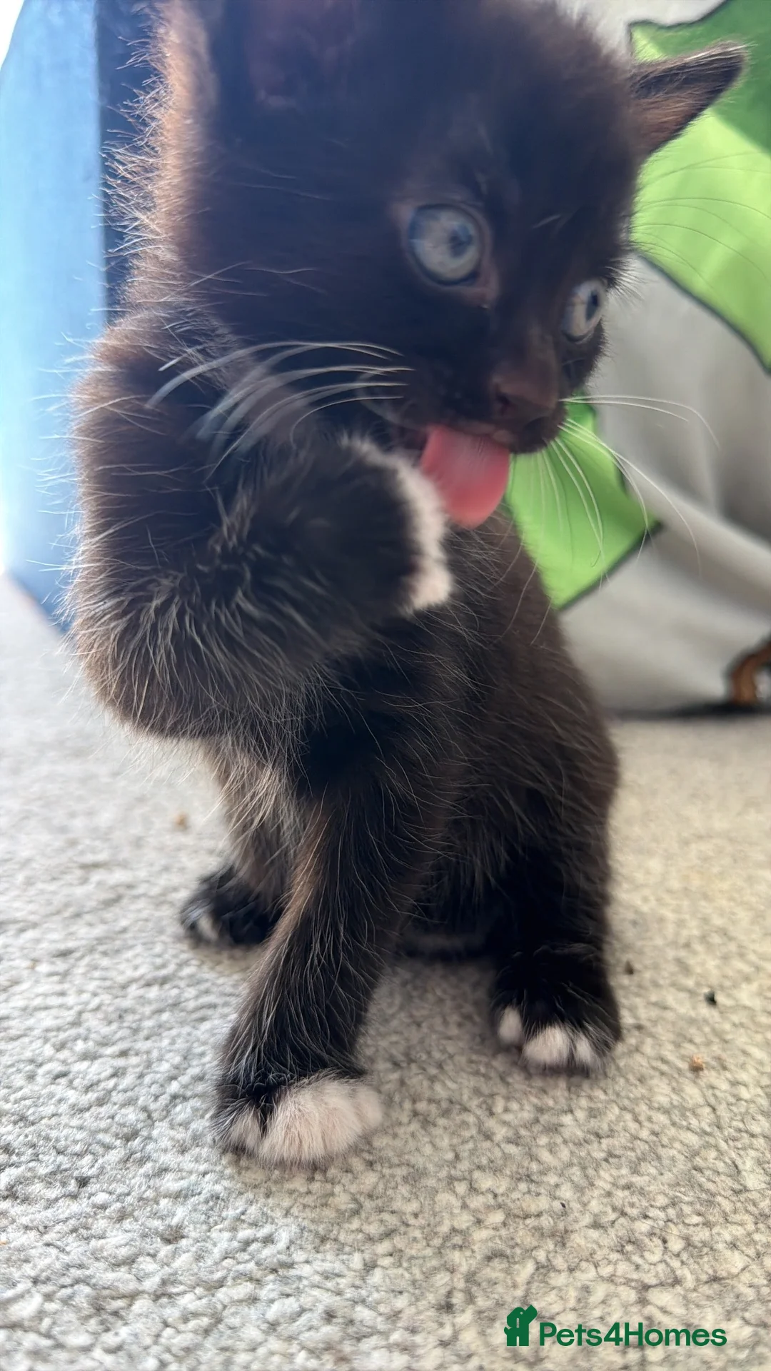 Mixed Breed cats for sale: Kitten for sale  in Newport - Advert 3