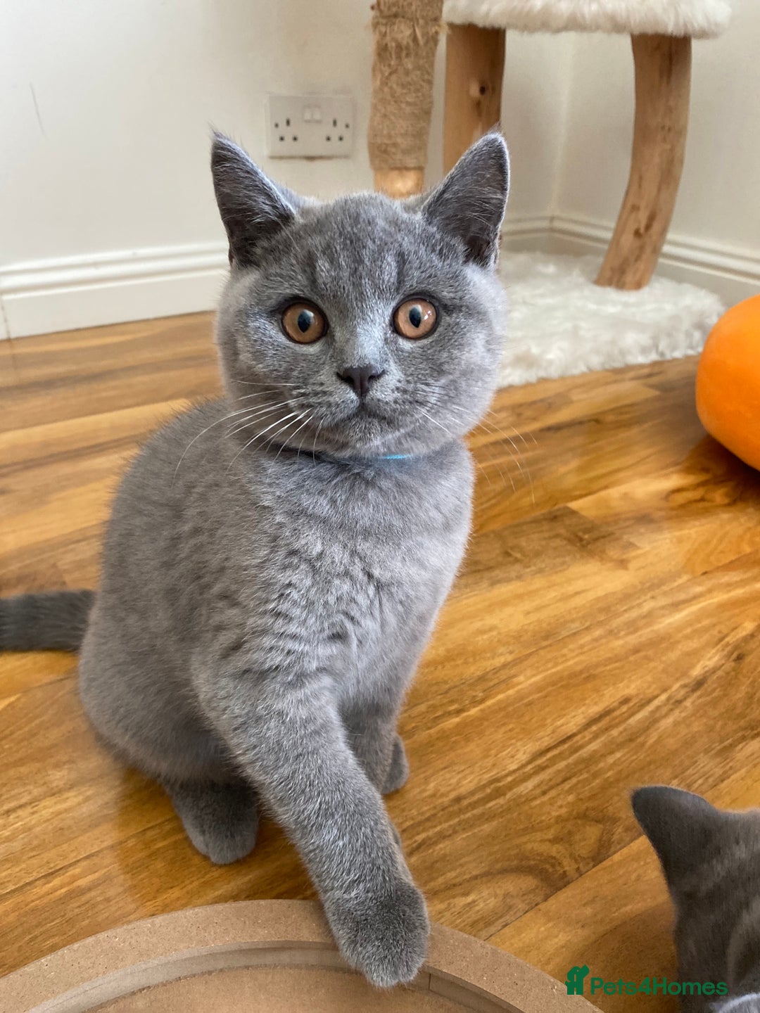 British Shorthair cats for sale: British Shorthair kittens, GCCF Certificate  in Dundee - Image 3