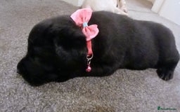 Labrador Retriever dogs for sale: 3 gorgeous playful labrador puppies available - Image 4