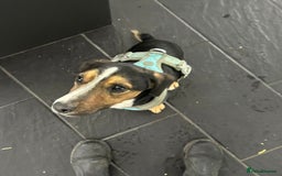 Jack Russell dogs for sale: Forsale  - Image 2