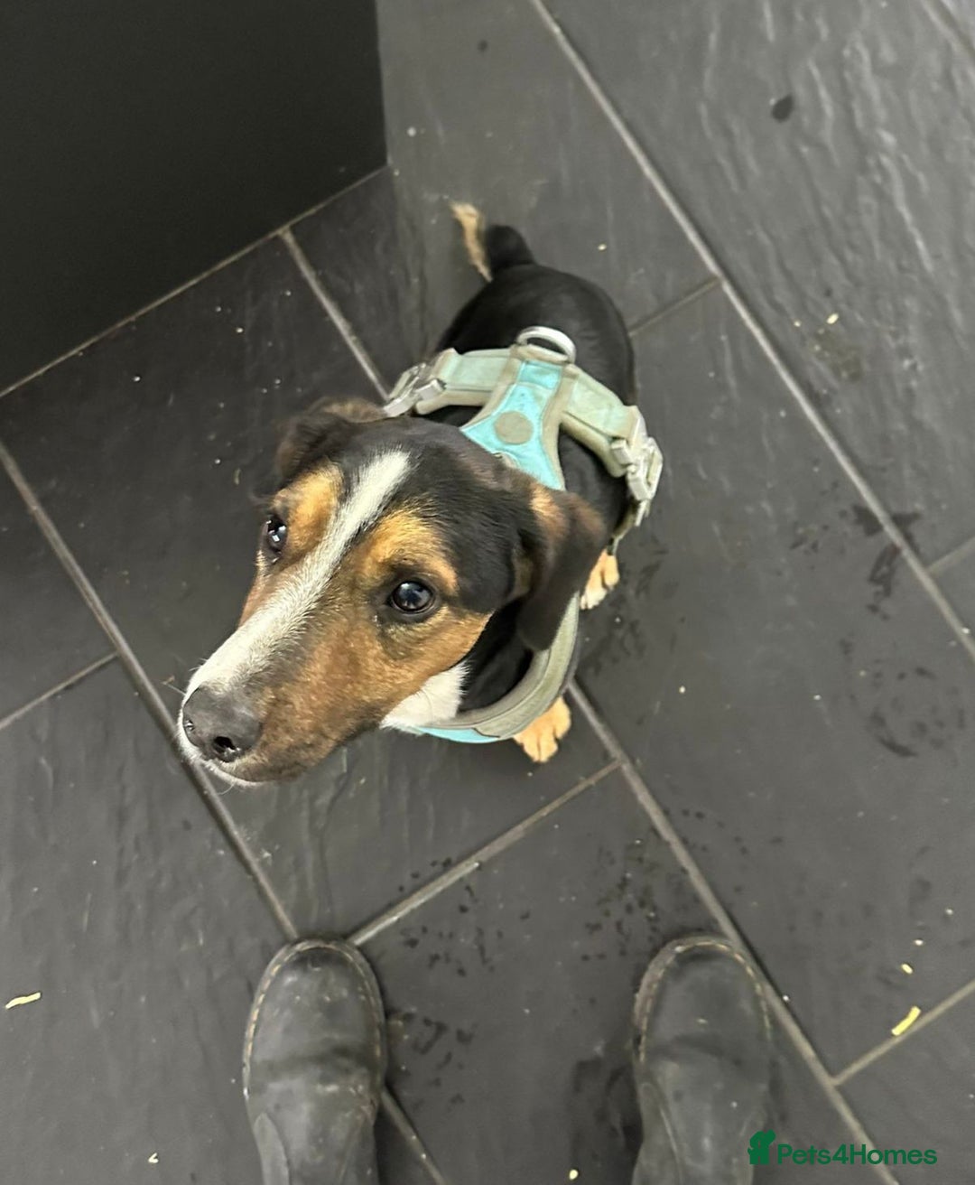 Jack Russell dogs for sale: Forsale  - Image 2