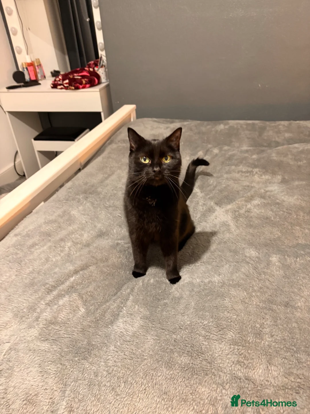 British Shorthair cats for sale: Charli  - Advert 3