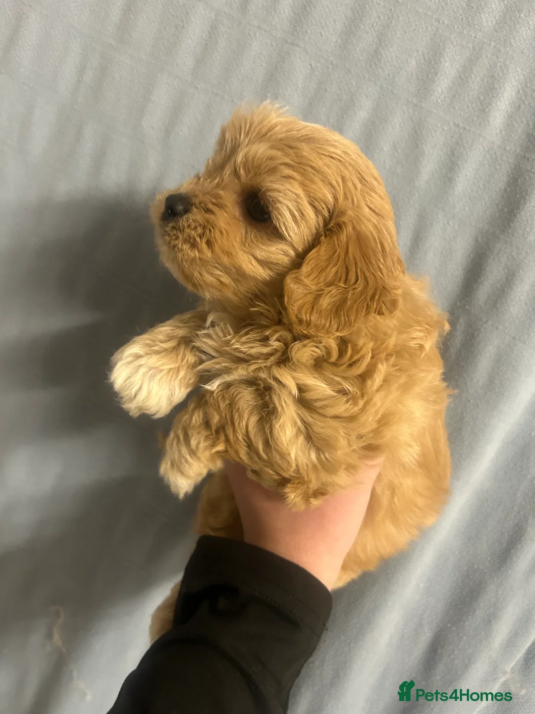 Maltipoo dogs for sale: Multipoo - Advert 1