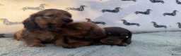 Miniature Dachshund dogs for sale: Quality miniature dachshunds  - Advert 5