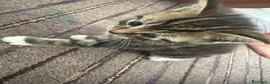 British Shorthair 3
