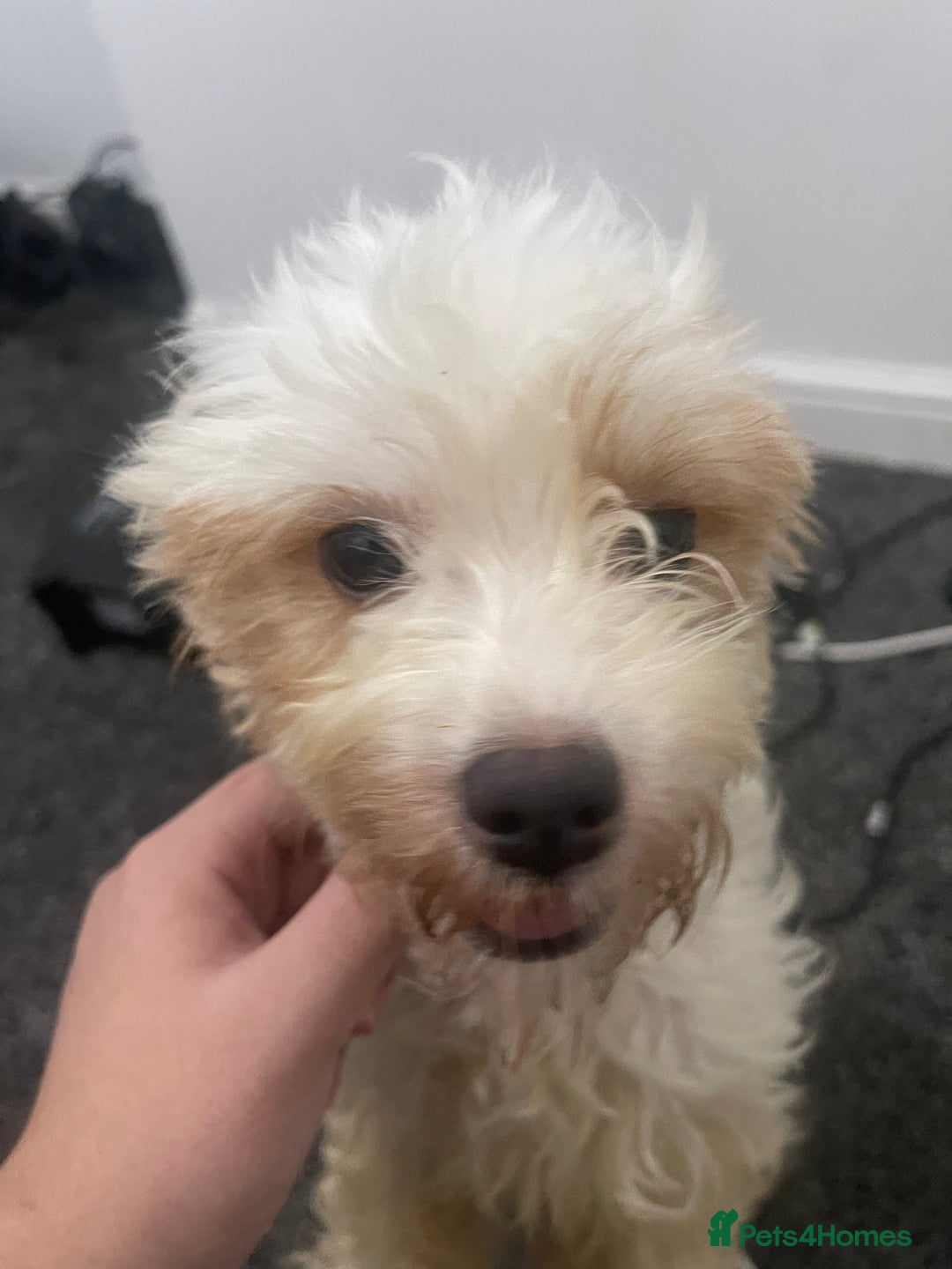 Cavapoo dogs for sale: 🐶 Cavapoo Puppies - Advert 6