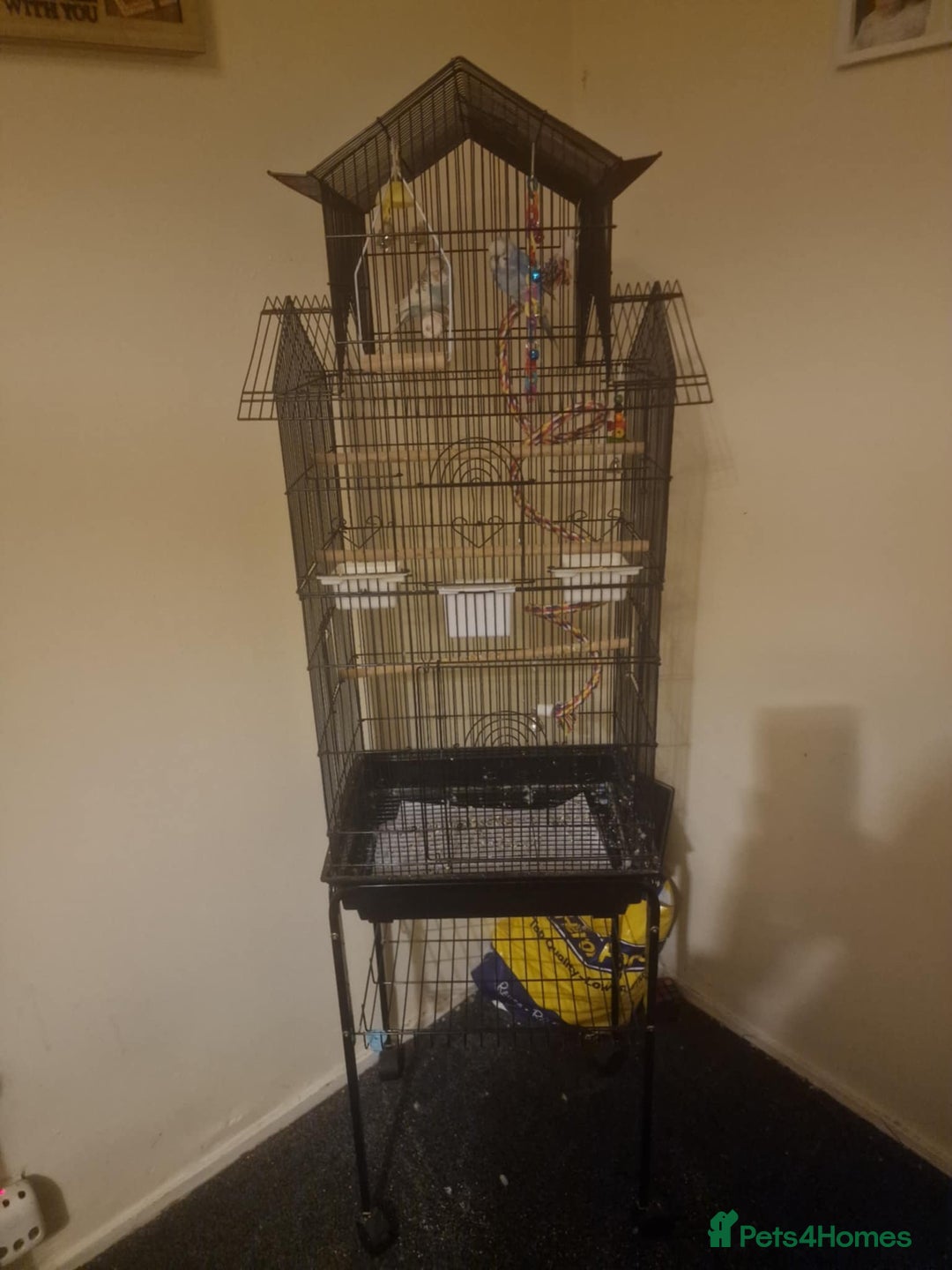 Budgerigars birds for sale: 2 budgies 1 male 1 female  - Image 2