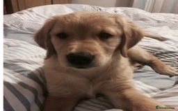 Golden Retriever dogs for sale: **True Gold** Pure Golden Retriever Puppies - Image 18