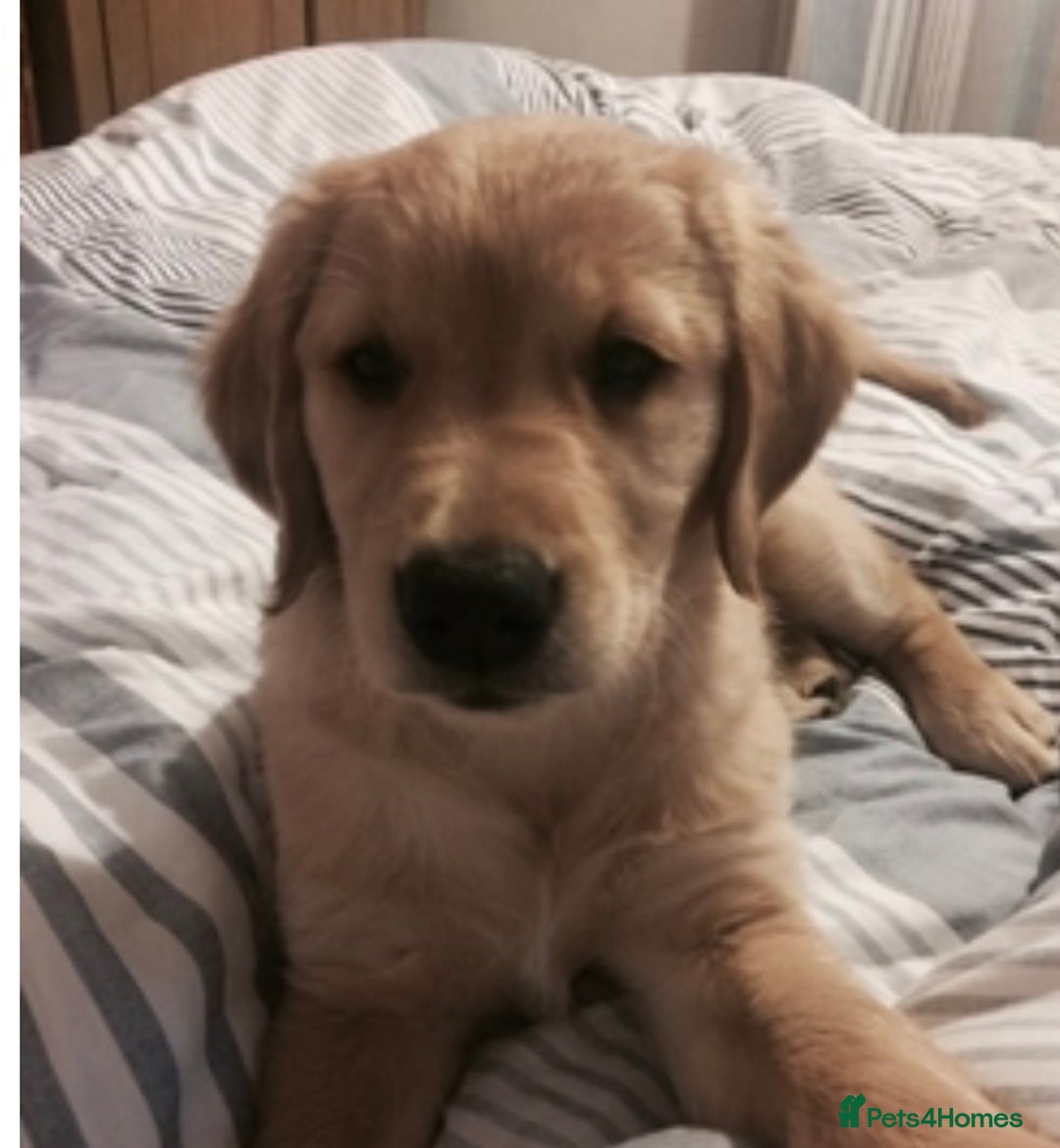 Golden Retriever dogs for sale: **True Gold** Pure Golden Retriever Puppies - Image 18