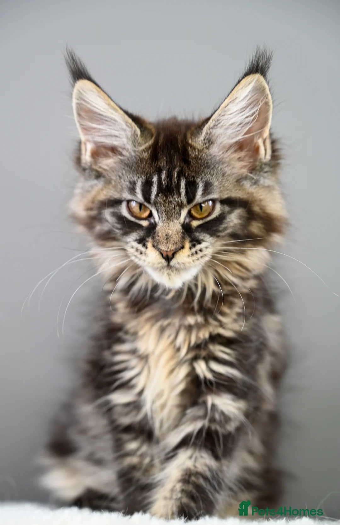 Maine Coon cats for sale: 🧬 STUNNING KITTENS - TICA REGISTERED 🎖️ - Advert 9