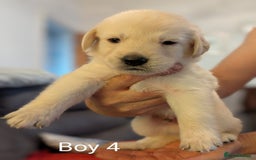 Mixed Breed dogs for sale: Golden Shepherd Puppies  - Image 4