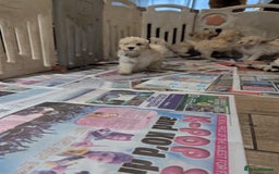 Miniature Poodle dogs for sale: Kc reg mini poodle pups for sale  - Image 12