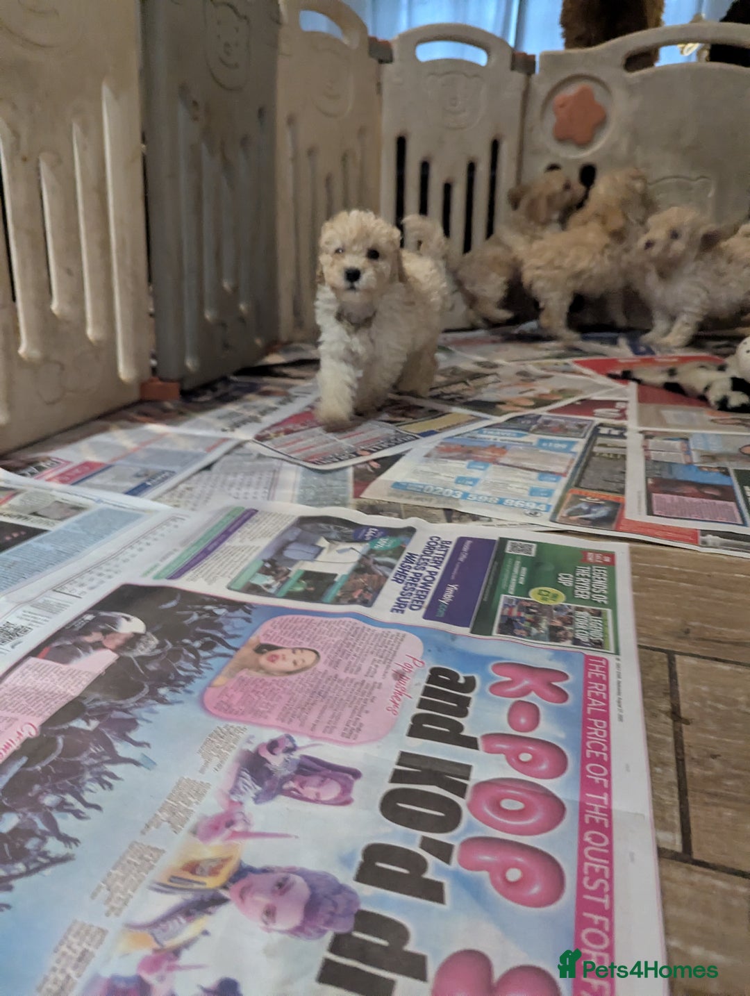 Miniature Poodle dogs for sale: Kc reg mini poodle pups for sale  - Image 12