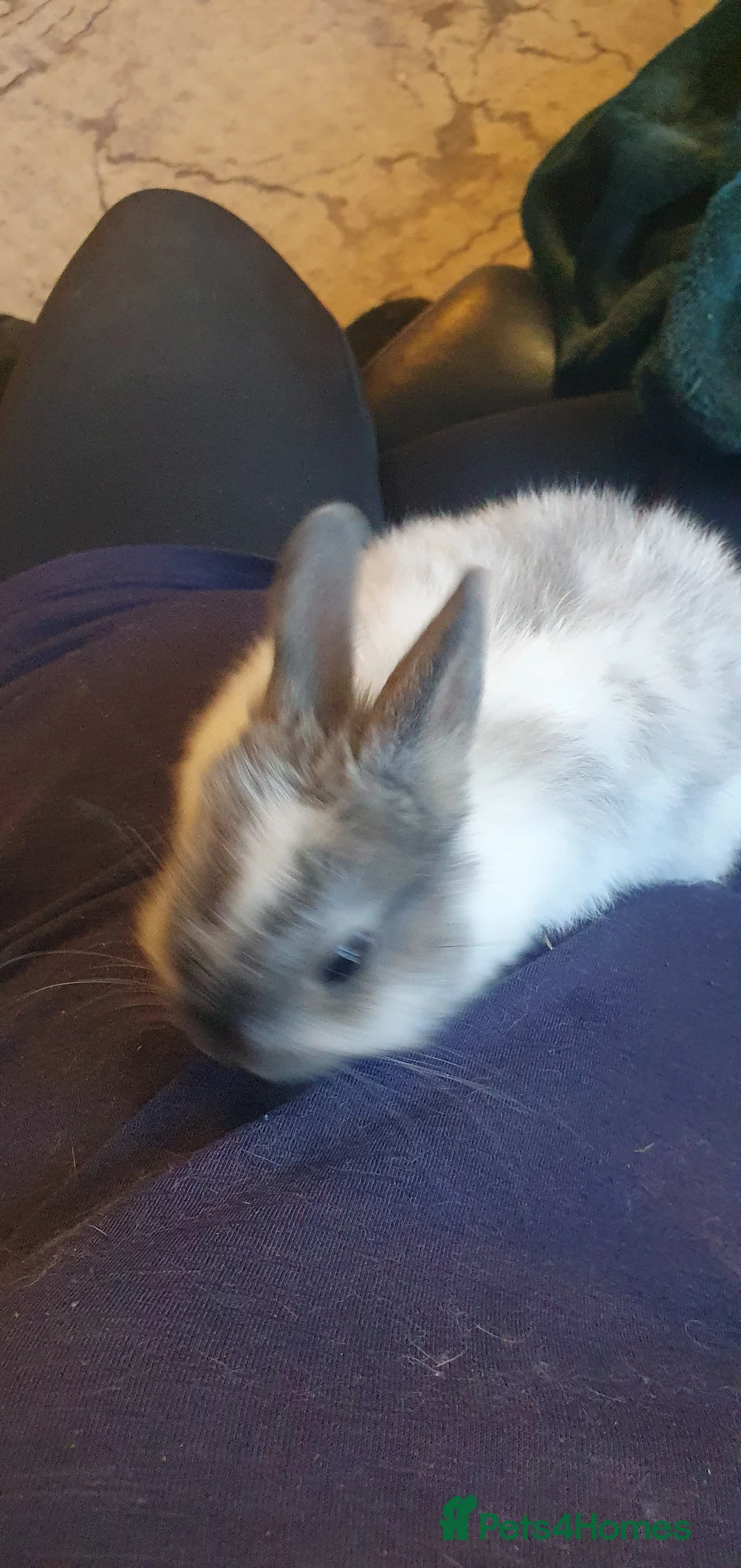 Netherland Dwarf rabbits for sale: SOLD Last One 4 Beautiful Netherland Dwarf Buns - Advert 2