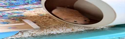 Hamster rodents for sale: 1-Year-Old Syrian Hamster + Full Setup (Rehoming) in Pudsey - Advert 1