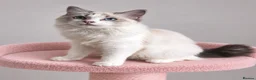 Ragdoll cats for sale: Beautiful TICA Registered Ragdoll Kittens - Advert 10
