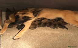 Belgian Shepherd Dog dogs for sale: Beautiful Belgium Malinois pups for sale  - Image 31