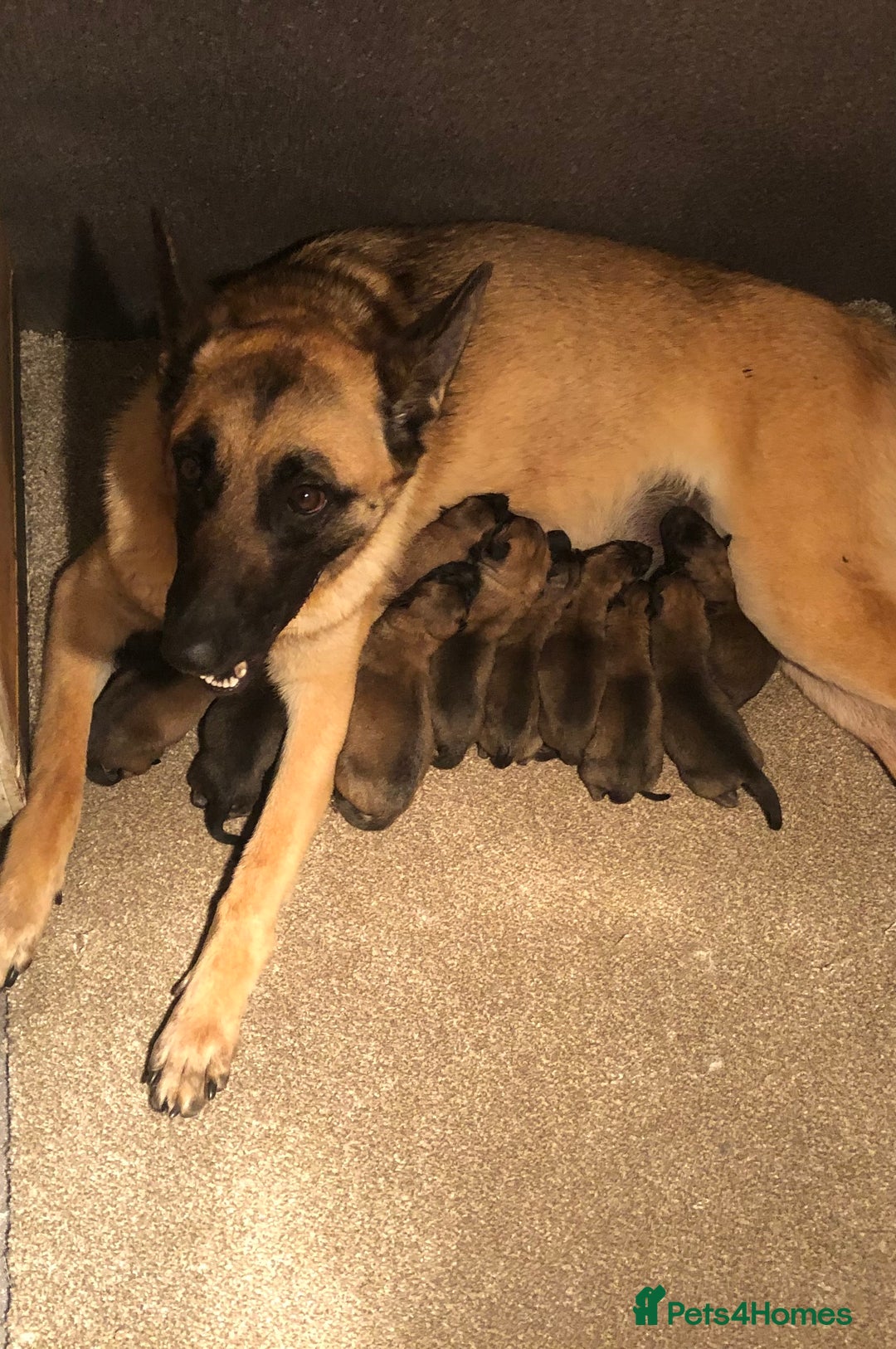 Belgian Shepherd Dog dogs for sale: Beautiful Belgium Malinois pups for sale  - Image 31