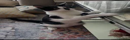 Mixed Breed cats for sale: Beautiful Calm Black & White Male Cat 1.5 year old in Havant - Advert 8