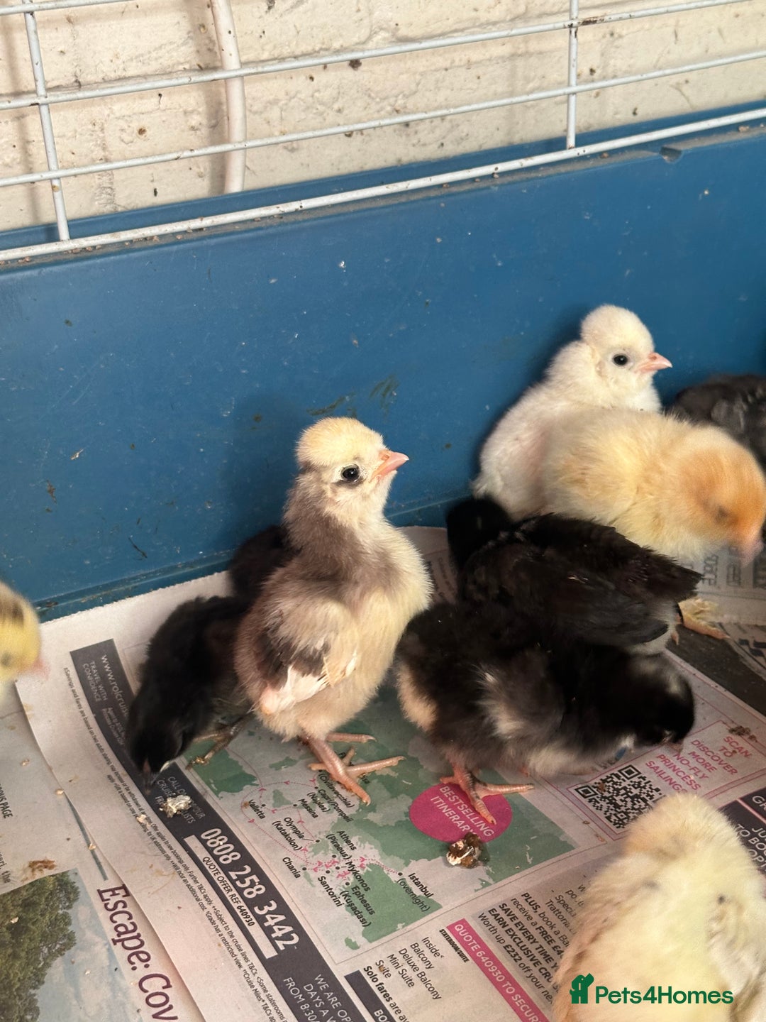 Chickens poultry for sale: Chicks polish silkies Pekin Brahma chickens  - Image 8