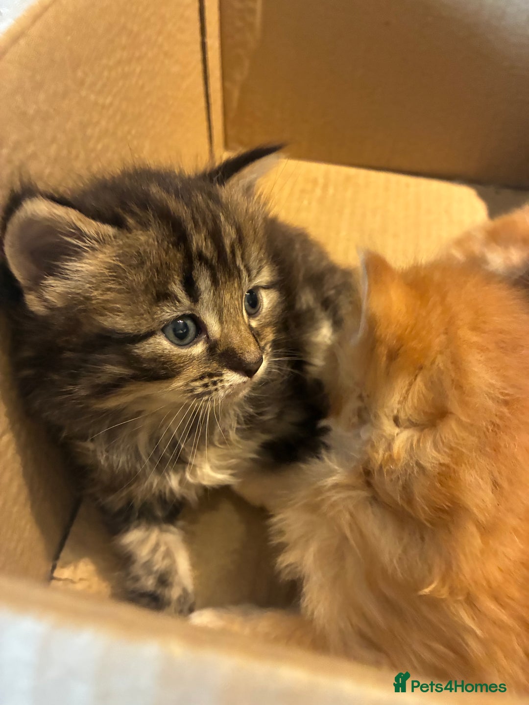 Mixed Breed cats for sale: Two female kittens  - Advert 2