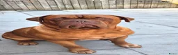 Dogue De Bordeaux dogs for stud: Big Dougie for Stud - Advert 5
