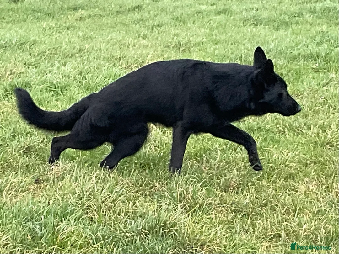 German Shepherd dogs for sale: Outstanding All Black Male  - Advert 4