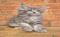 Maine Coon cats for sale: Beautiful Maine Coon kittens - Image 4
