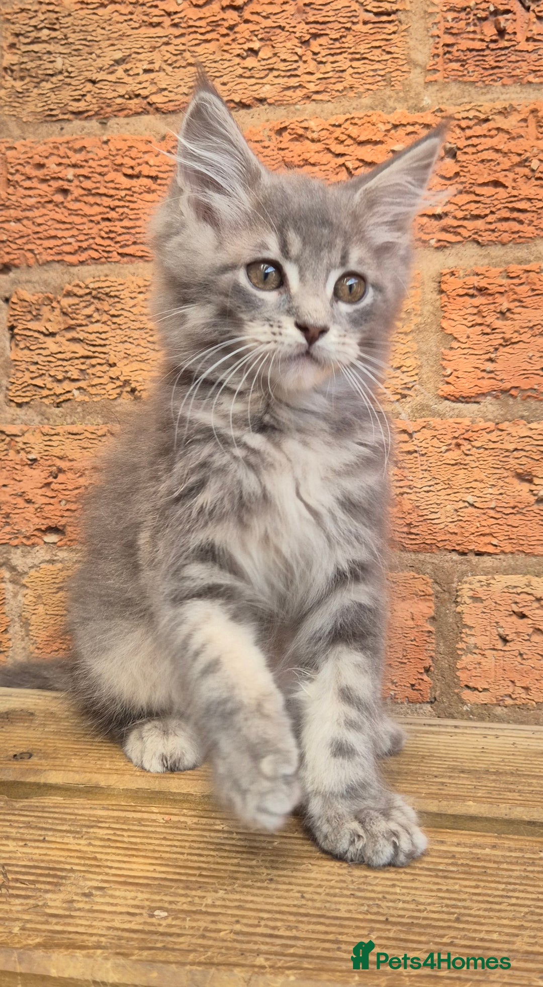 Maine Coon cats for sale: Beautiful Maine Coon kittens - Image 4