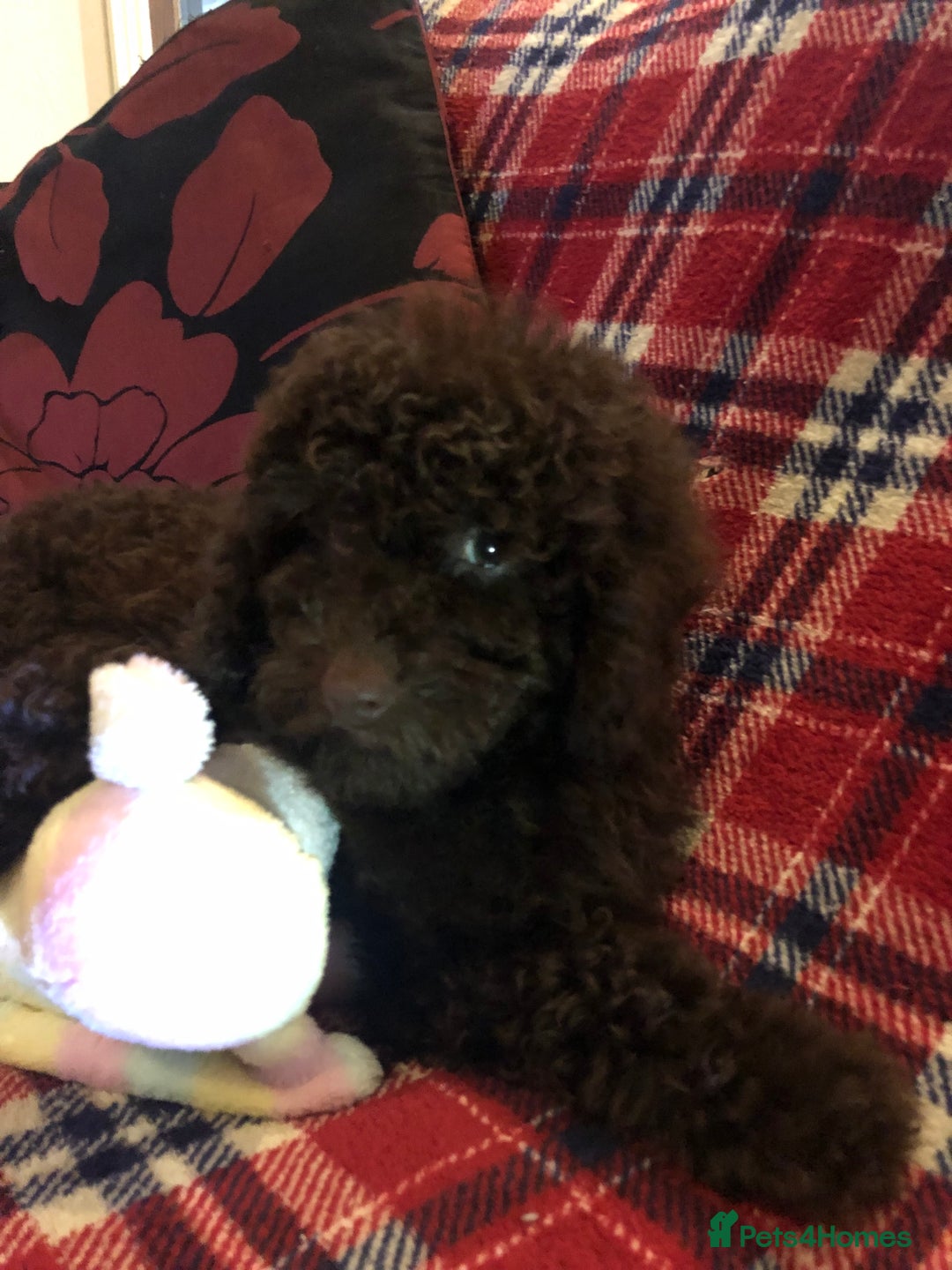 Cockapoo dogs for sale: Cockapoo puppies for sale  - Advert 12