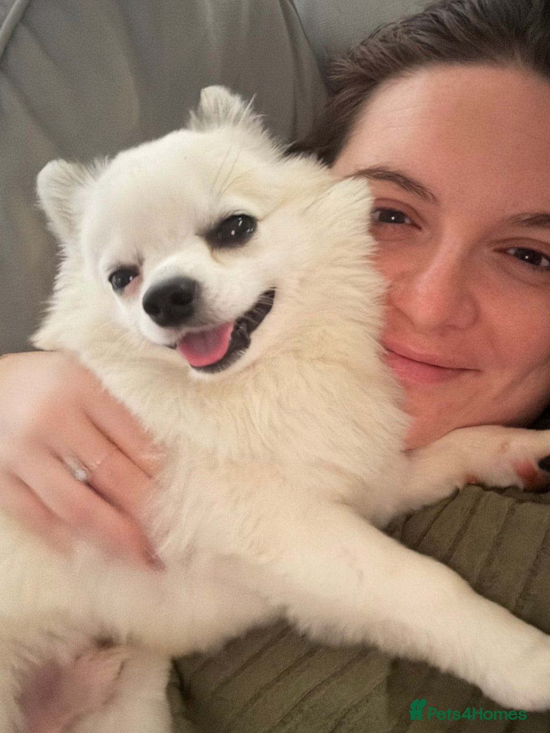 Pomchi dogs for stud: 2yr old Pomchi for Stud - Advert 6