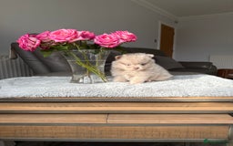 Pomeranian dogs for sale: Rare lilac tan merle teddy bears 🧸💎 - Image 5