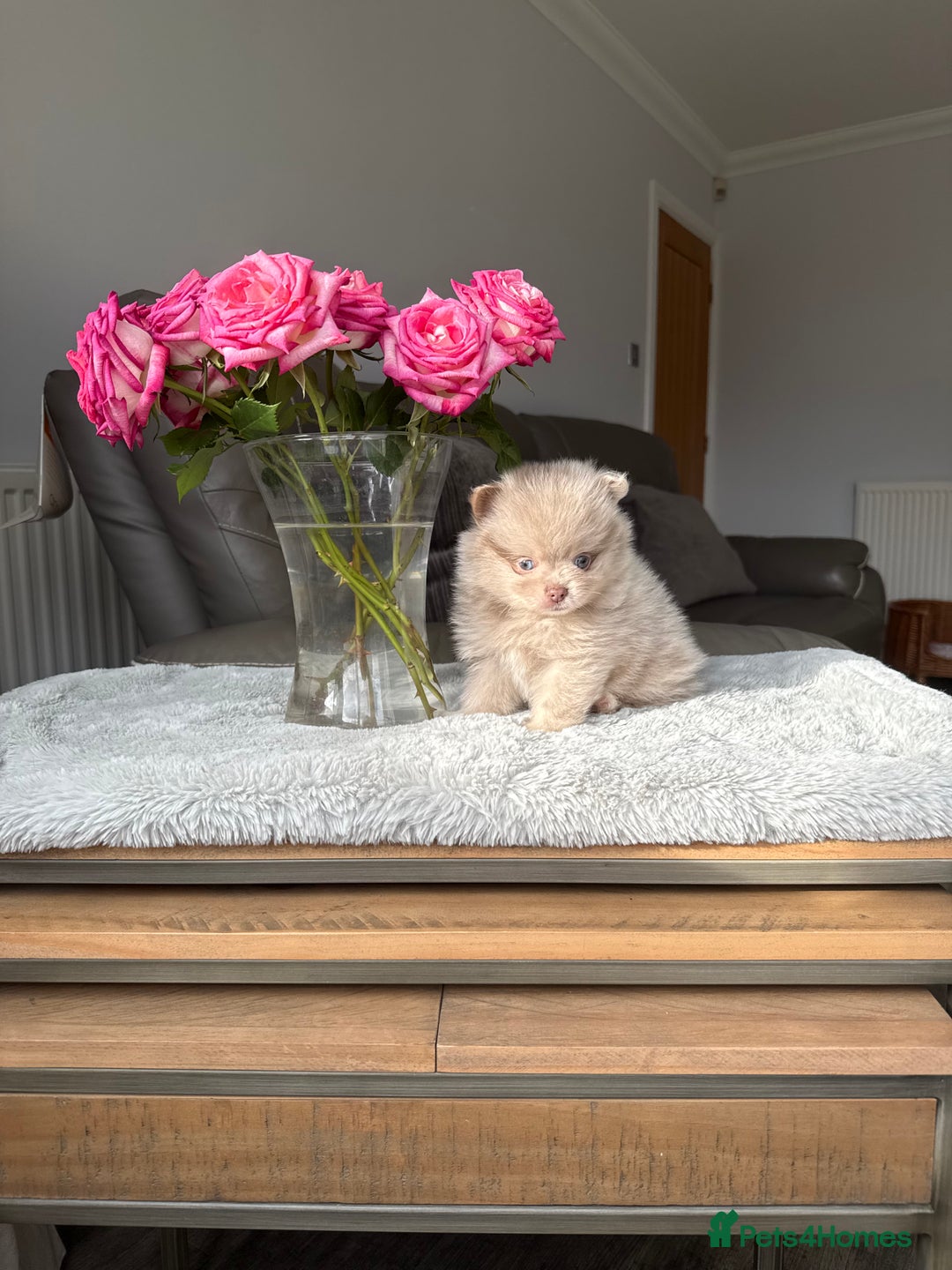 Pomeranian dogs for sale: Rare lilac tan merle teddy bears 🧸💎 - Image 5