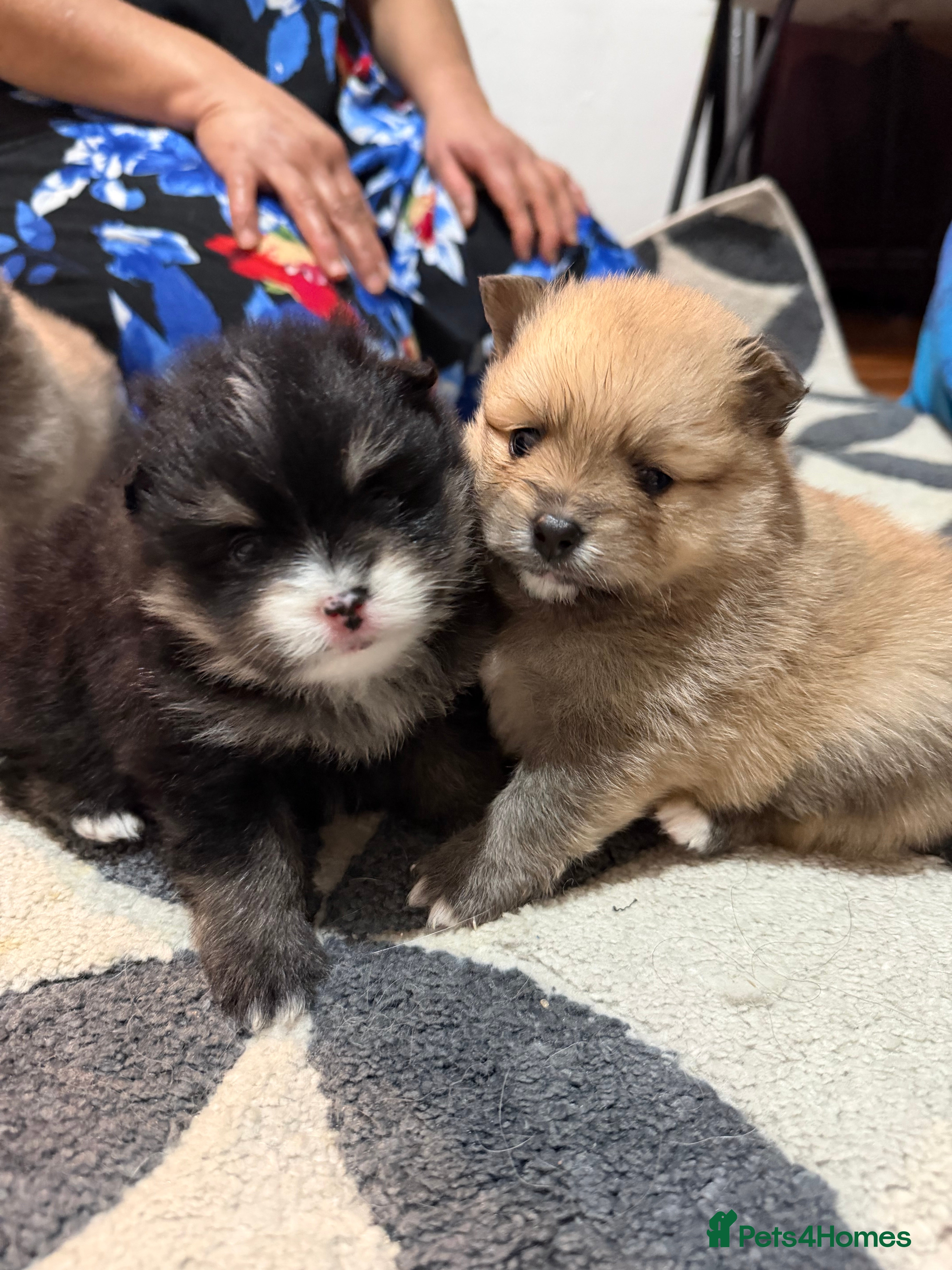 Pomeranian dogs EXTRA SMALL POMERANIAN PUPPIES  - Advert 4