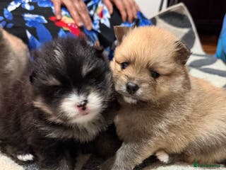 Pomeranian dogs EXTRA SMALL POMERANIAN PUPPIES - Advert 3
