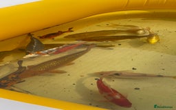 Koi Carp fish for sale: Brown Chagoi koi  - Image 5