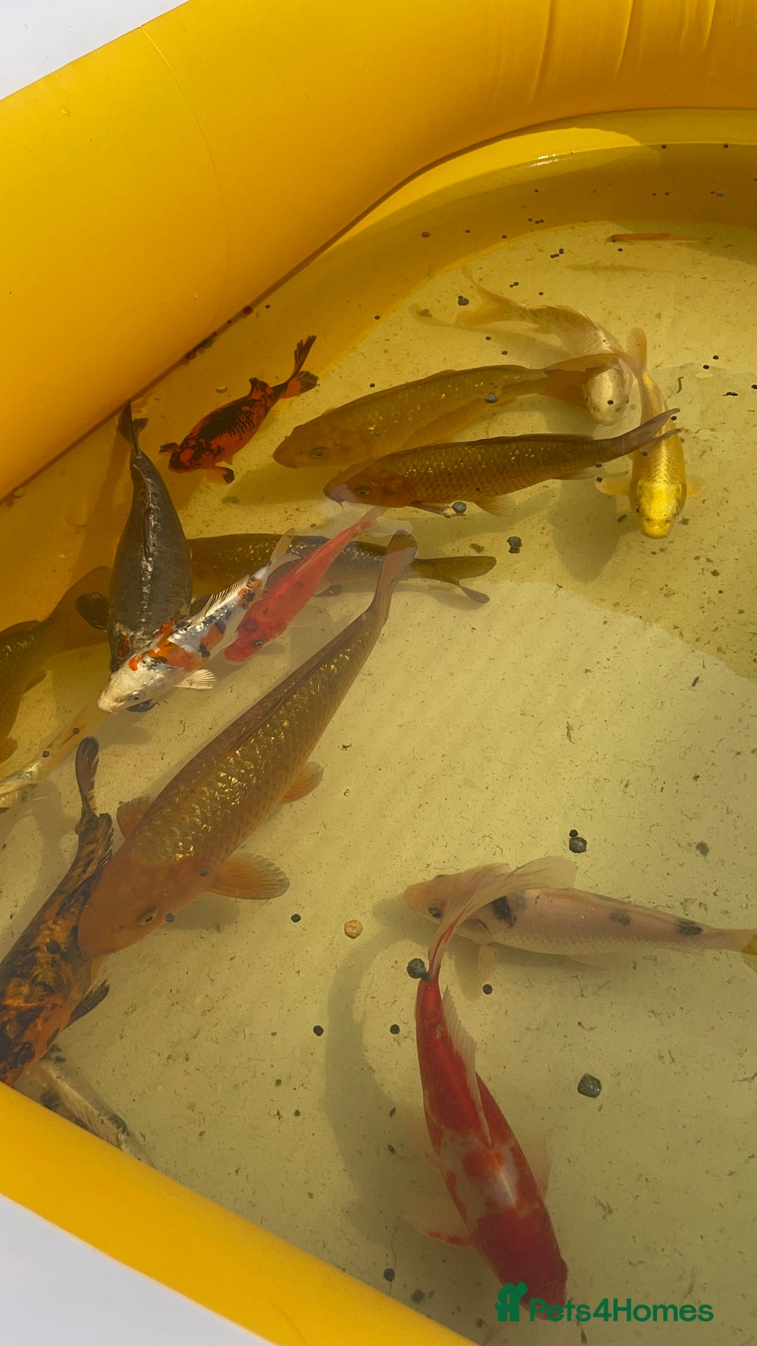 Koi Carp fish for sale: Brown Chagoi koi  - Image 5