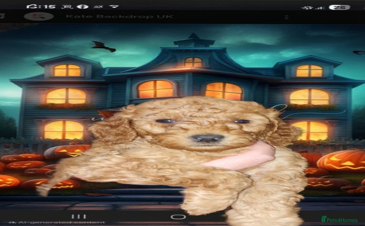 Cockapoo dogs - Advert 4